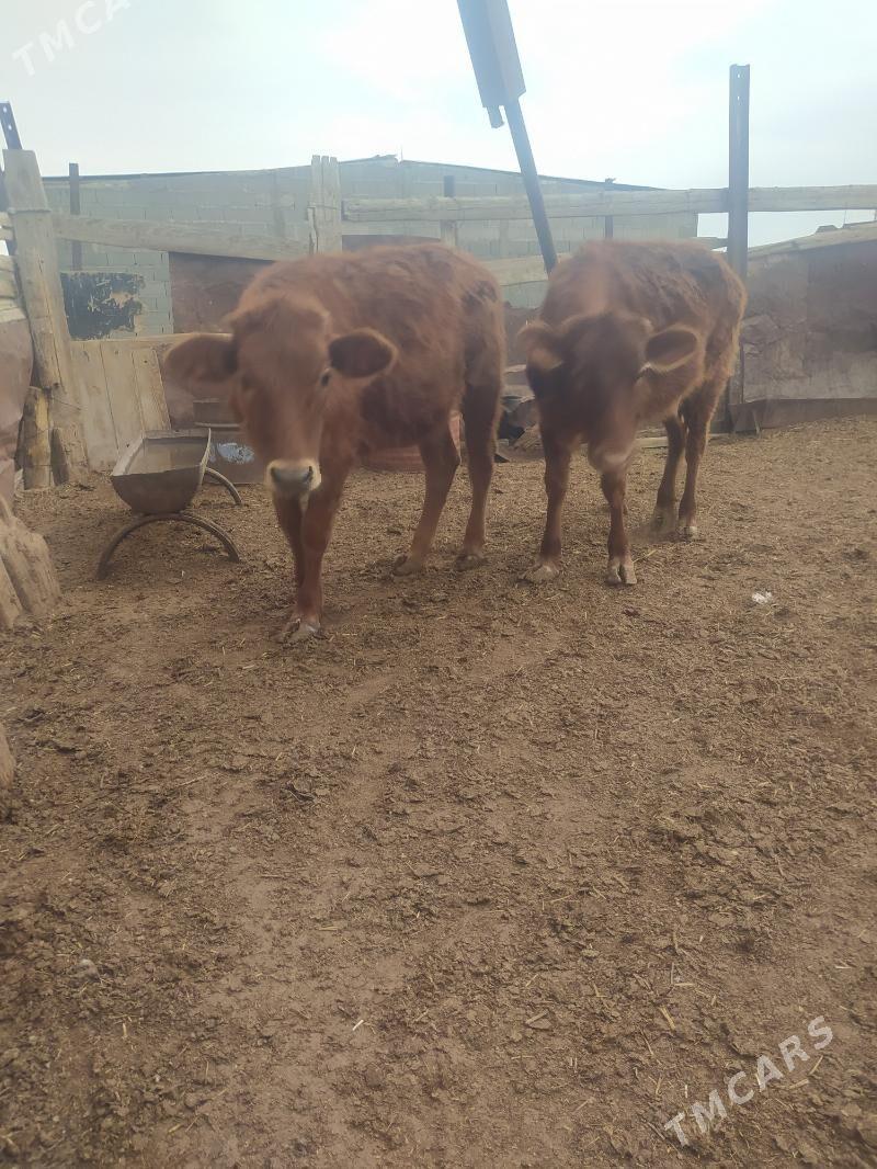 tuwe - Gyzylarbat - img 1