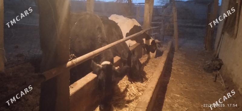 galyşteýin sygyrlar - Дянев - img 1