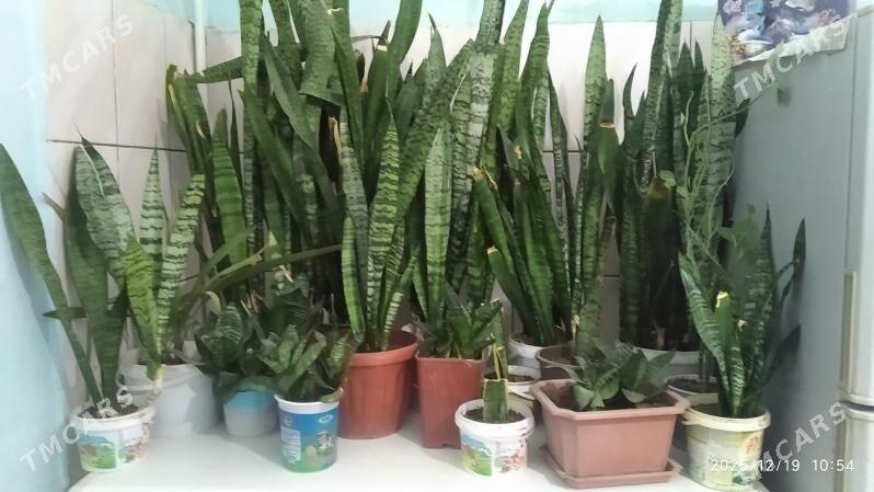 домашние растения - Туркменбаши - img 1
