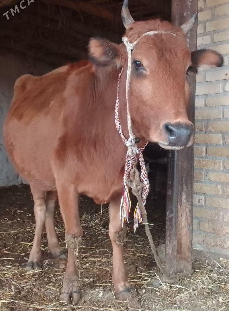 SAGLYK SYGYR - Dänew - img 1