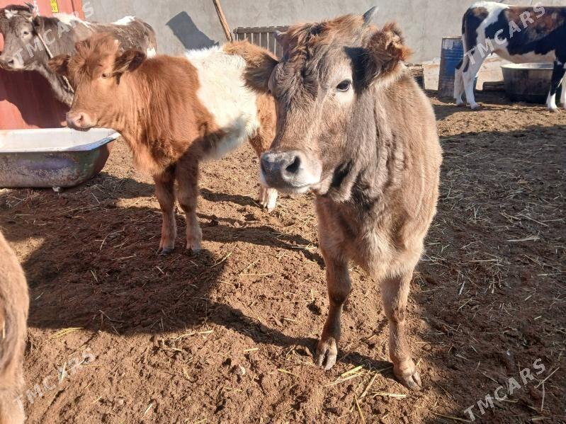 окузлер гачарлар - Балканабат - img 1