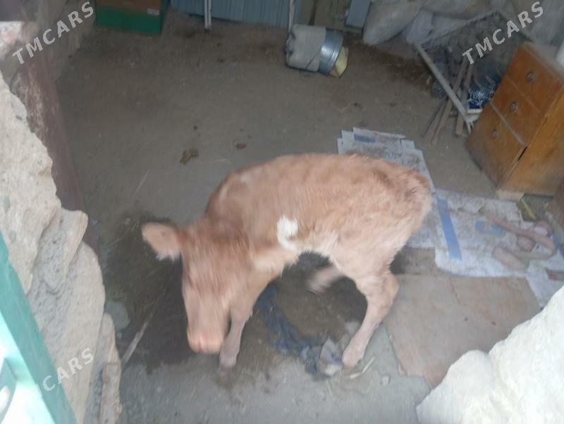 Sygyr - Берекет - img 1