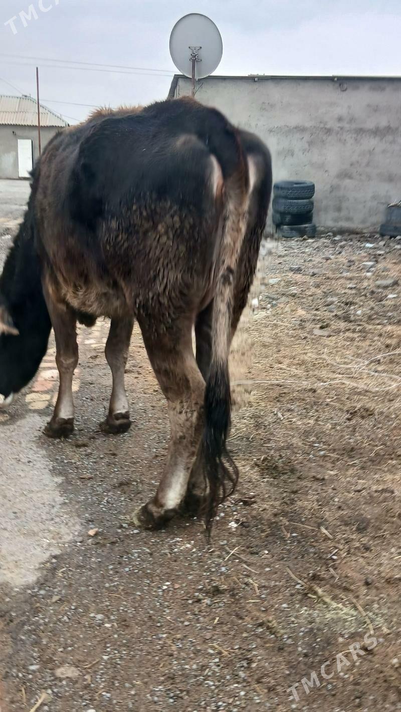 sygyr - Анев - img 1