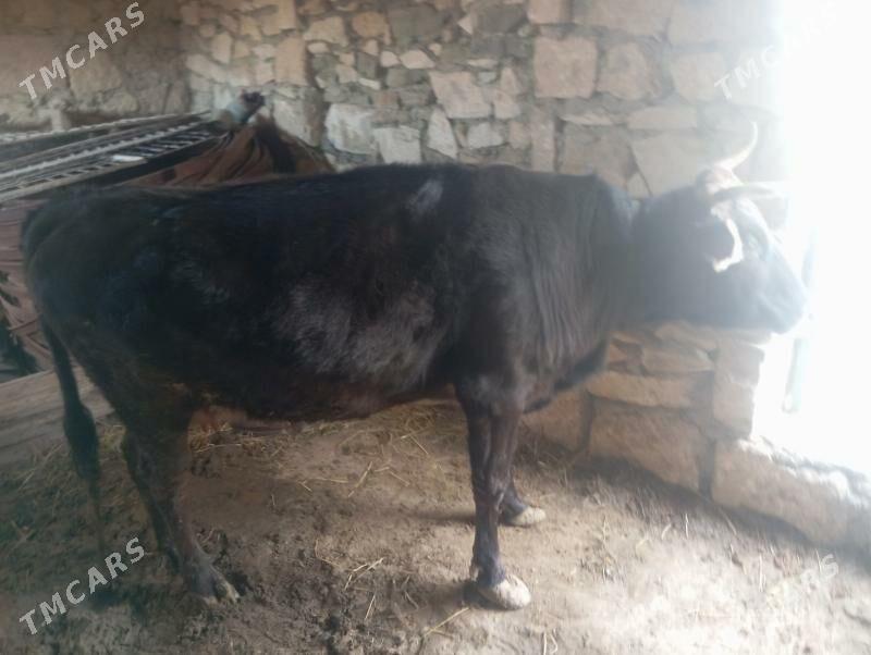 Sygyr - Bereket - img 1