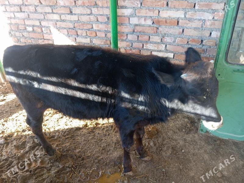 Öküz - Берекет - img 1