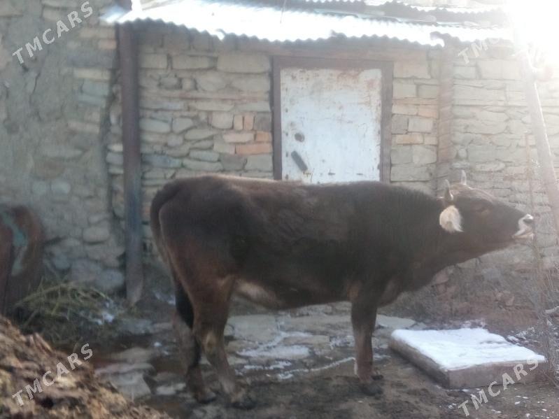 SYGYR - Magtymguly - img 1