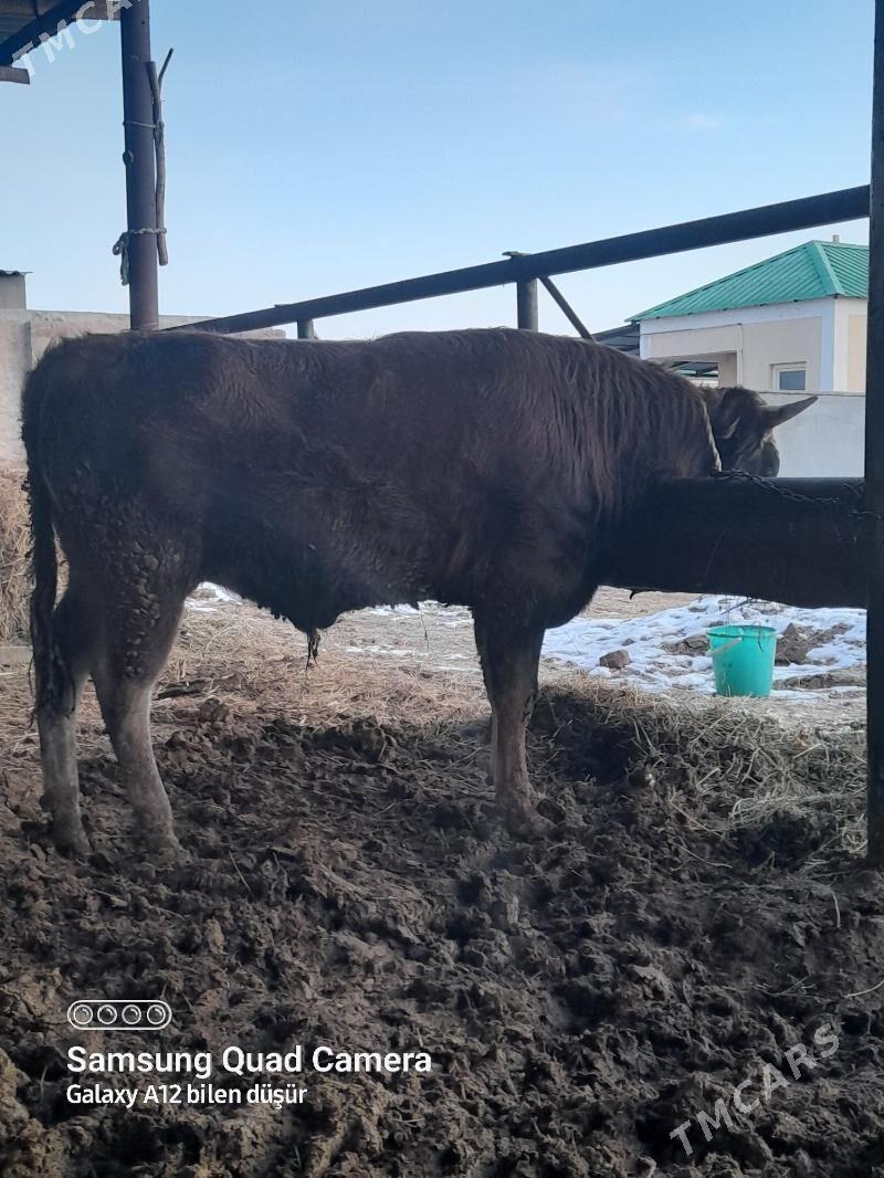 öküz - Бабадайхан - img 1