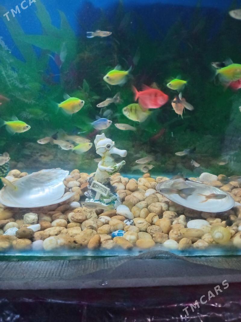 АКВАРИУМ - Daşoguz - img 1