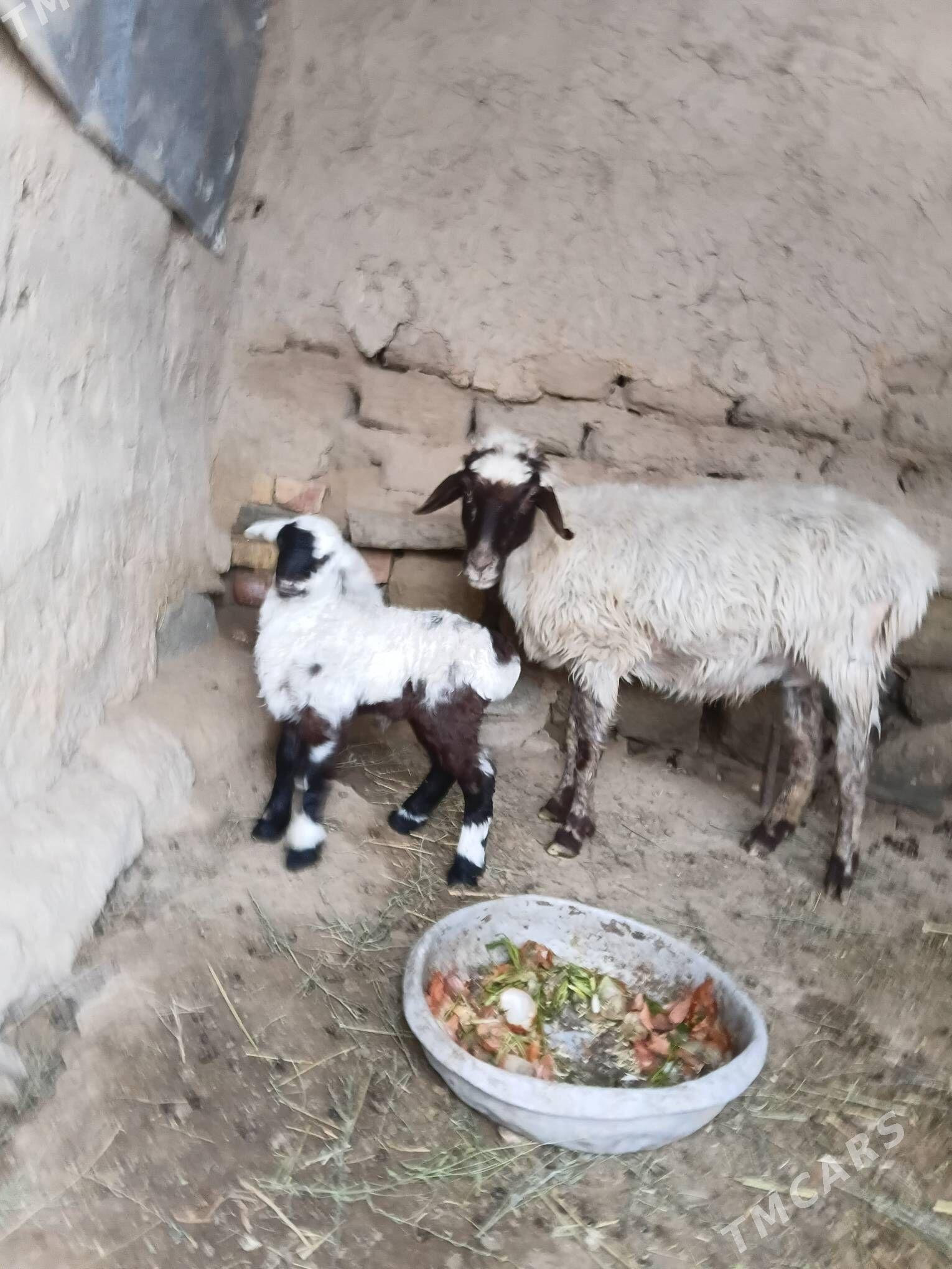 guzuly goýun - Махтумкули - img 1