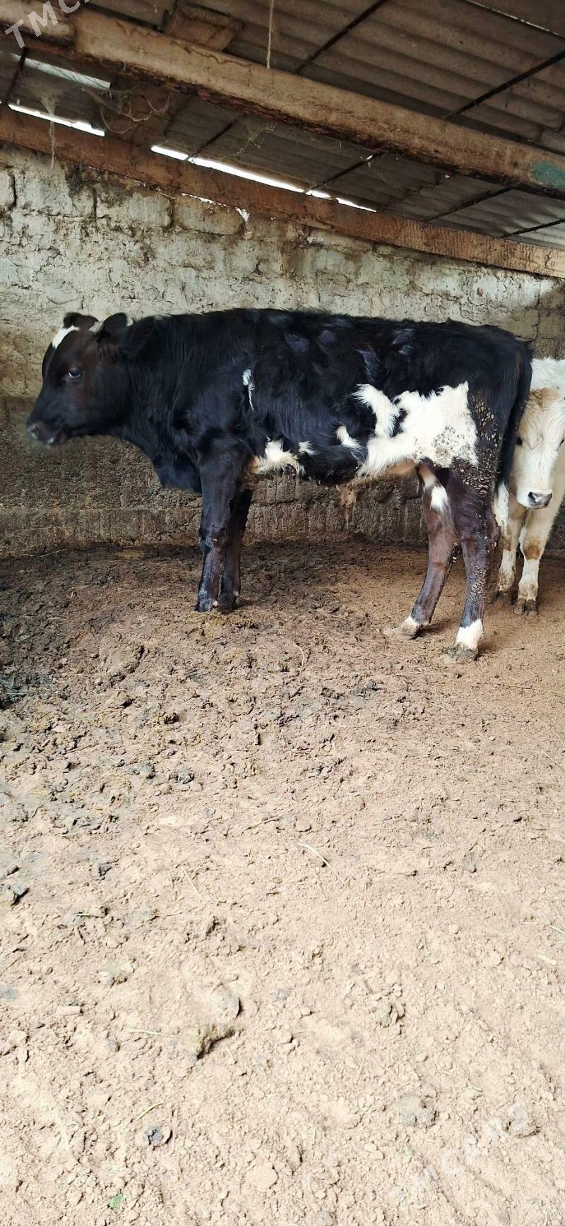 Gibrit oküz - Бузмеин - img 1