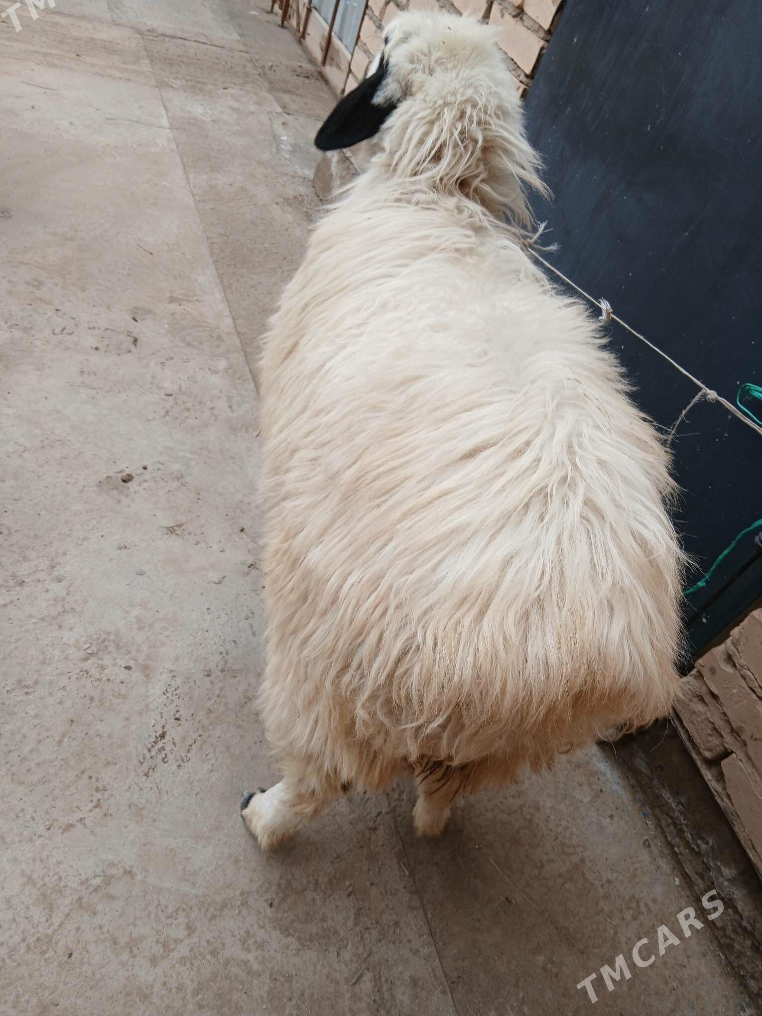 guzu - Türkmenabat - img 1