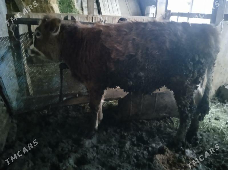 swes túwe - Gypjak - img 1