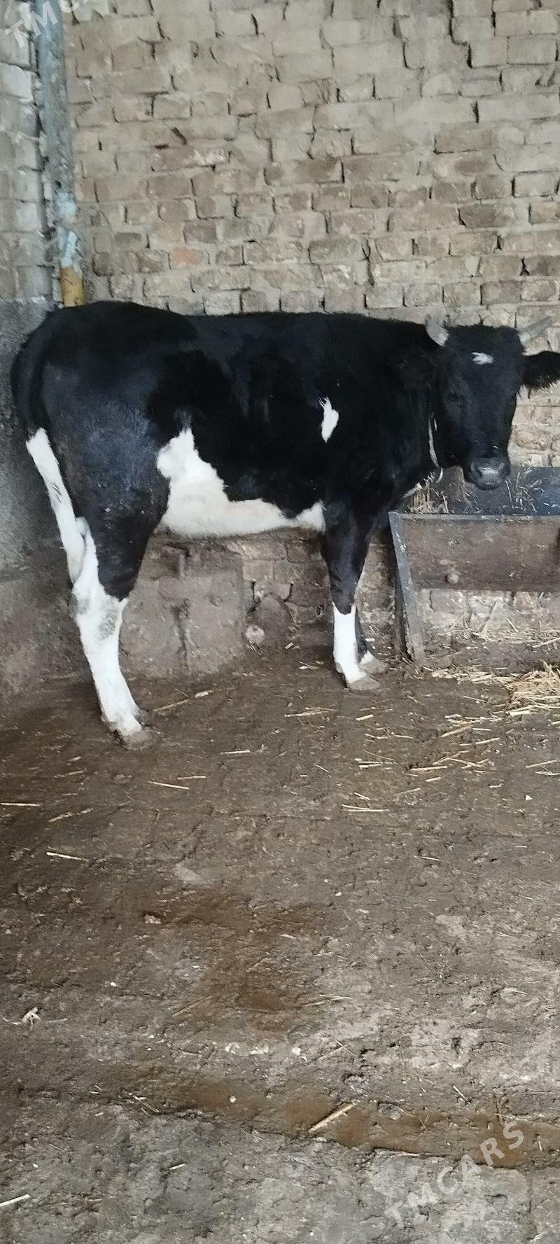 gibrit baklgy tuve - Ашхабад - img 1