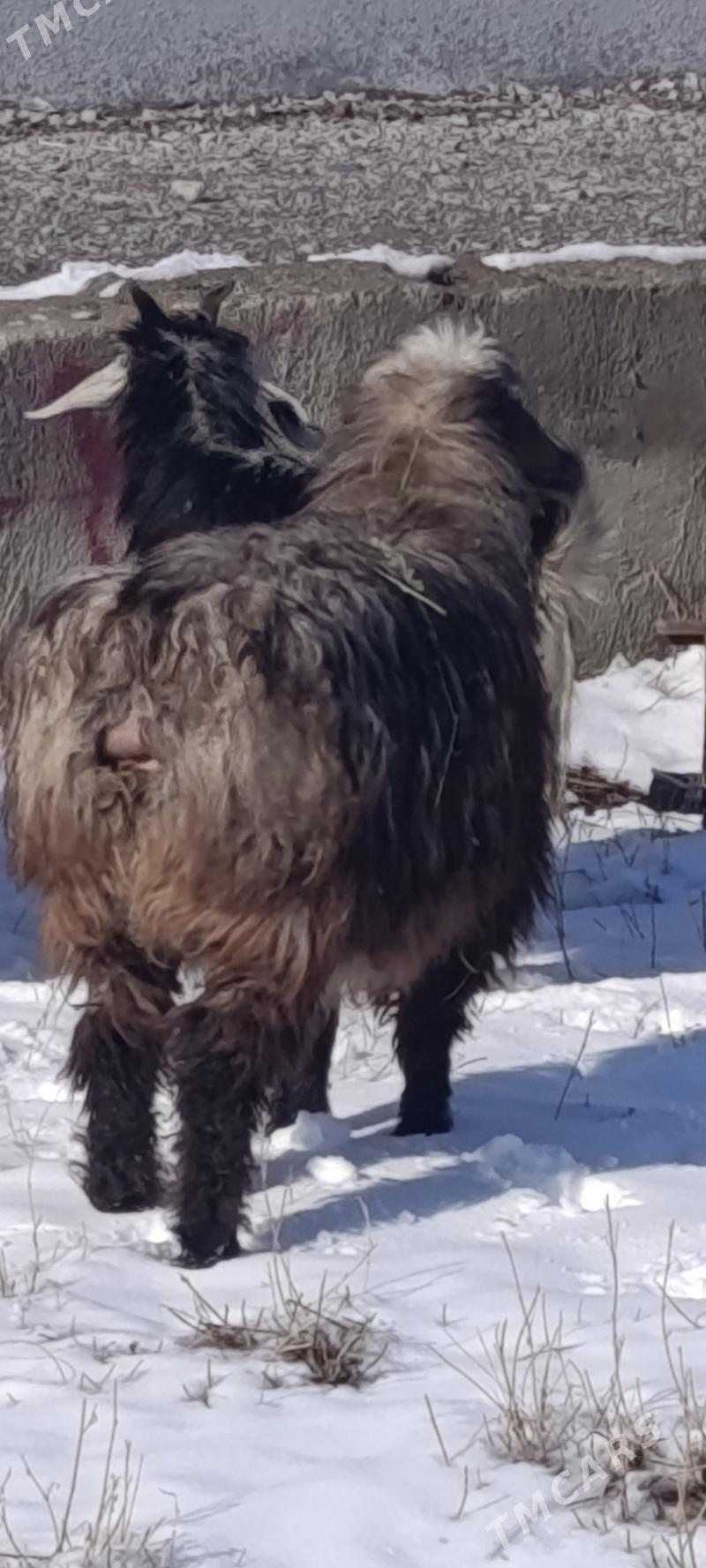 Gouun tokly baklan - Gökdepe - img 1