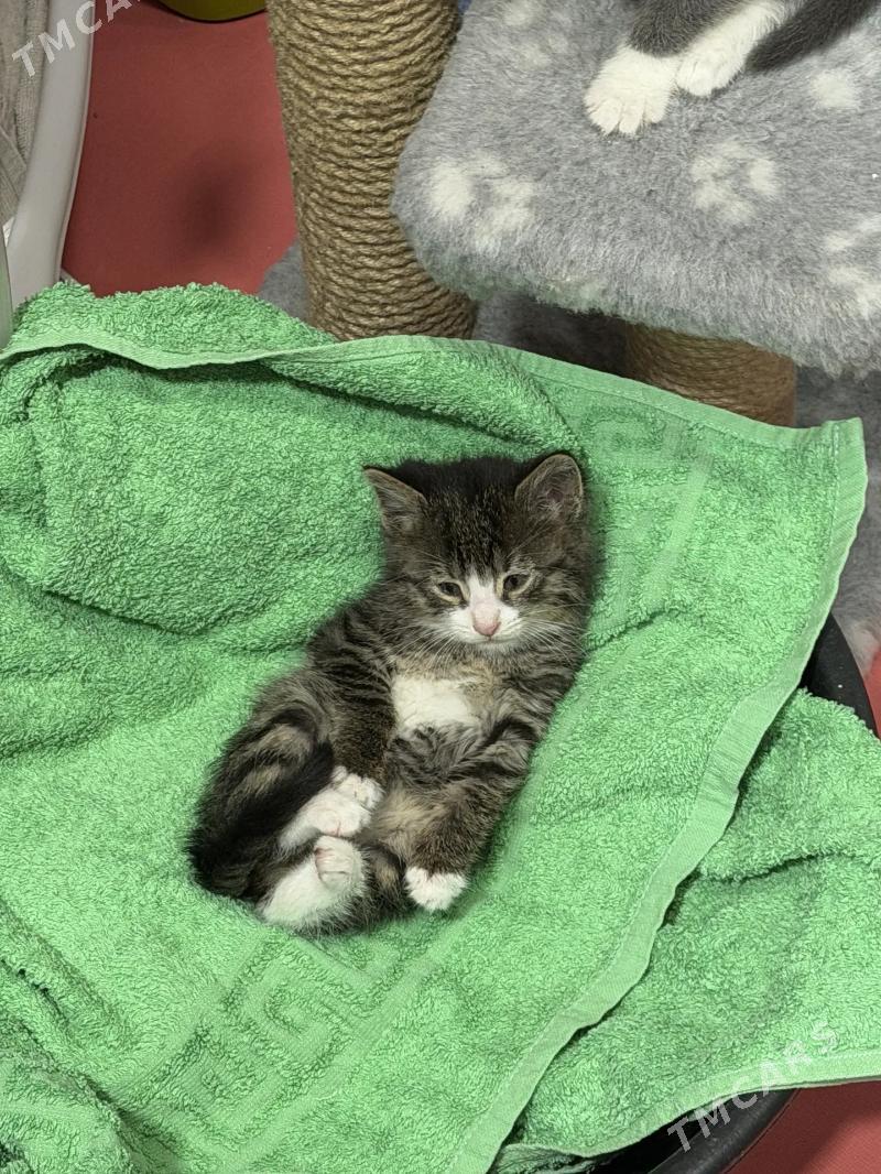 мальчик - Ашхабад - img 1