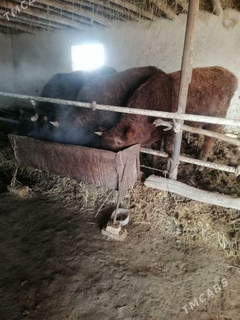 Окуз - Sakar - img 1