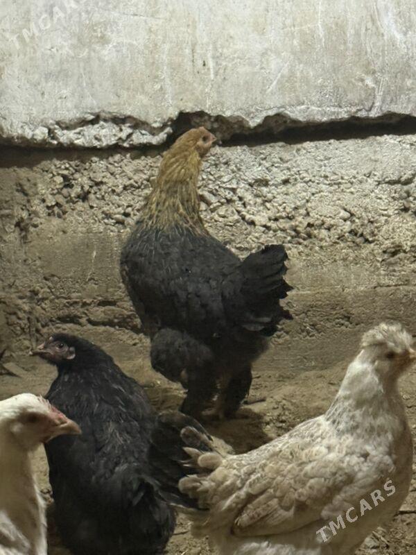 balgar - Hitrowka - img 1