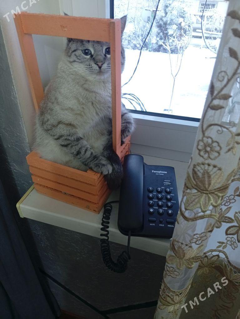 Pisik - Büzmeýin - img 1