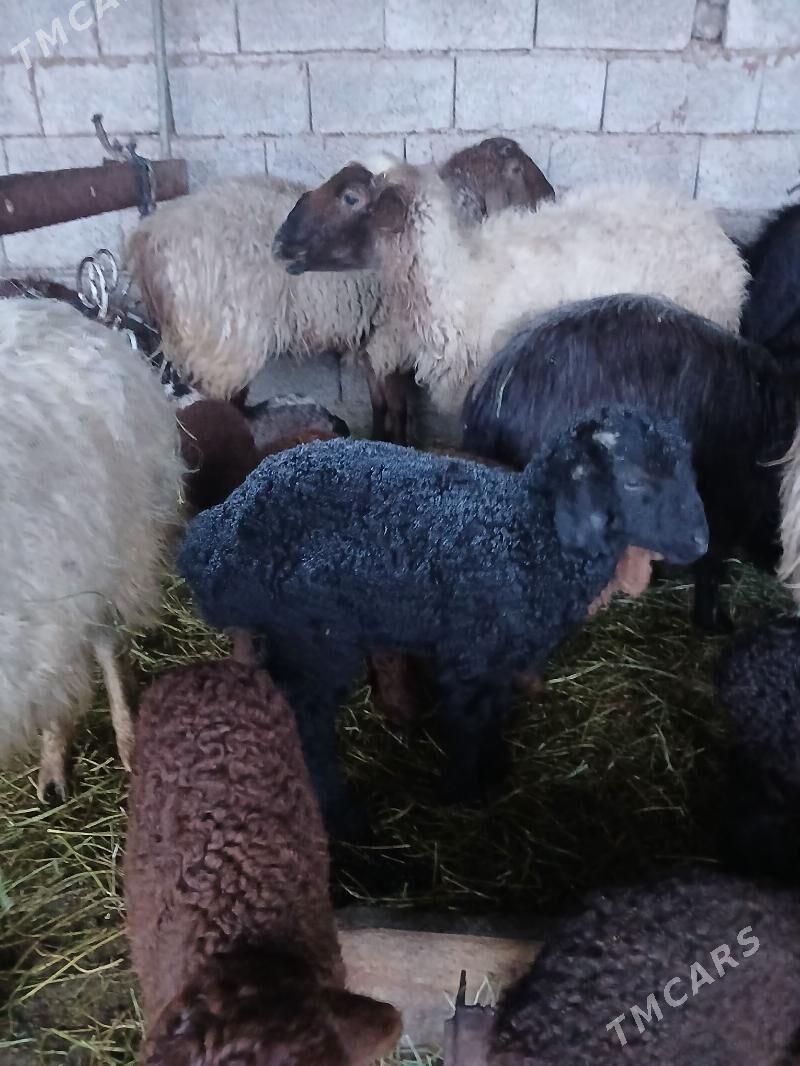 Guzuly goyun bogoz goyun - Aşgabat - img 1