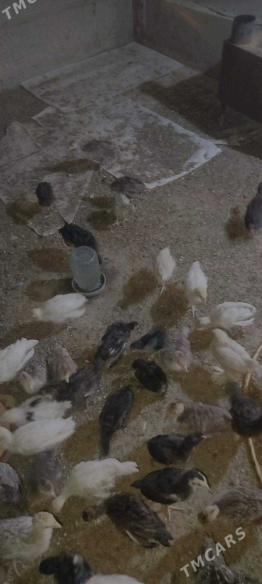 induk juje - Babadaýhan - img 1