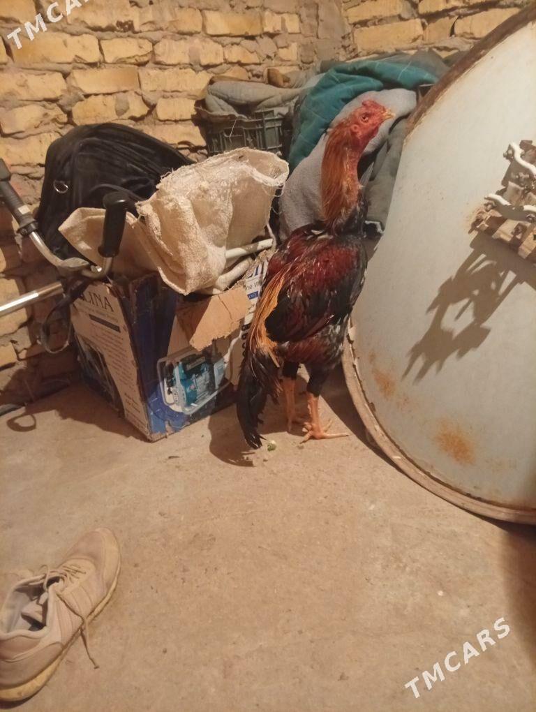 bayes - Дарганата - img 1