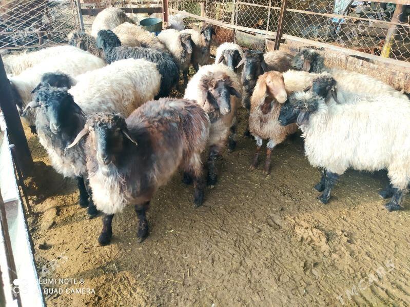 işşek tokly - Sakarçäge - img 1