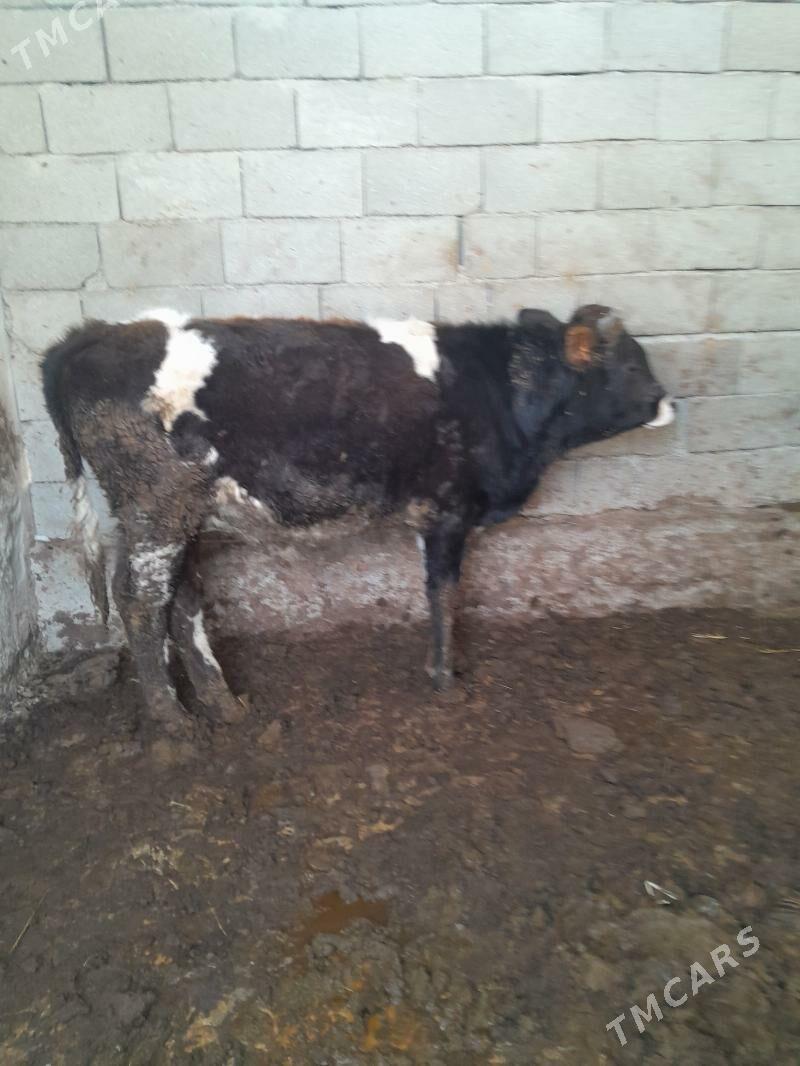 okuz - Гёкдепе - img 1