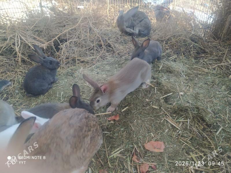 Towşan welkan - Bäherden - img 1