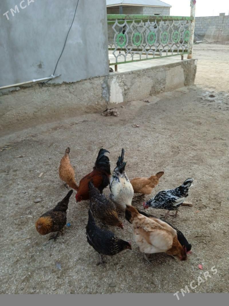 tawuk - Эсенгулы - img 1