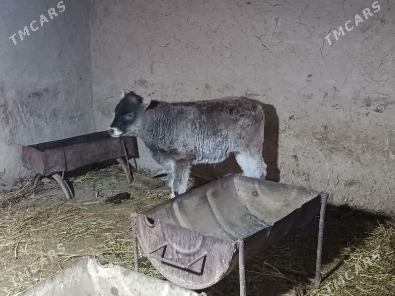 okuz tuwe - Бахарден - img 1