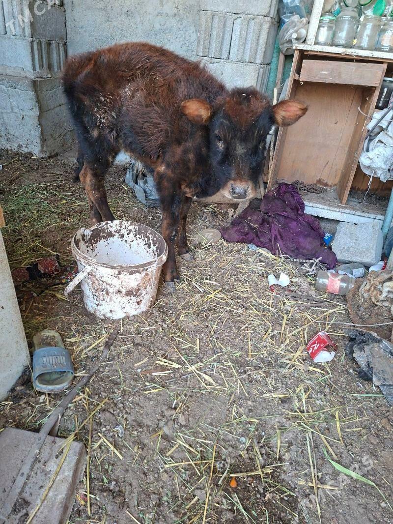 okuzce - Гарадамак Шор - img 1