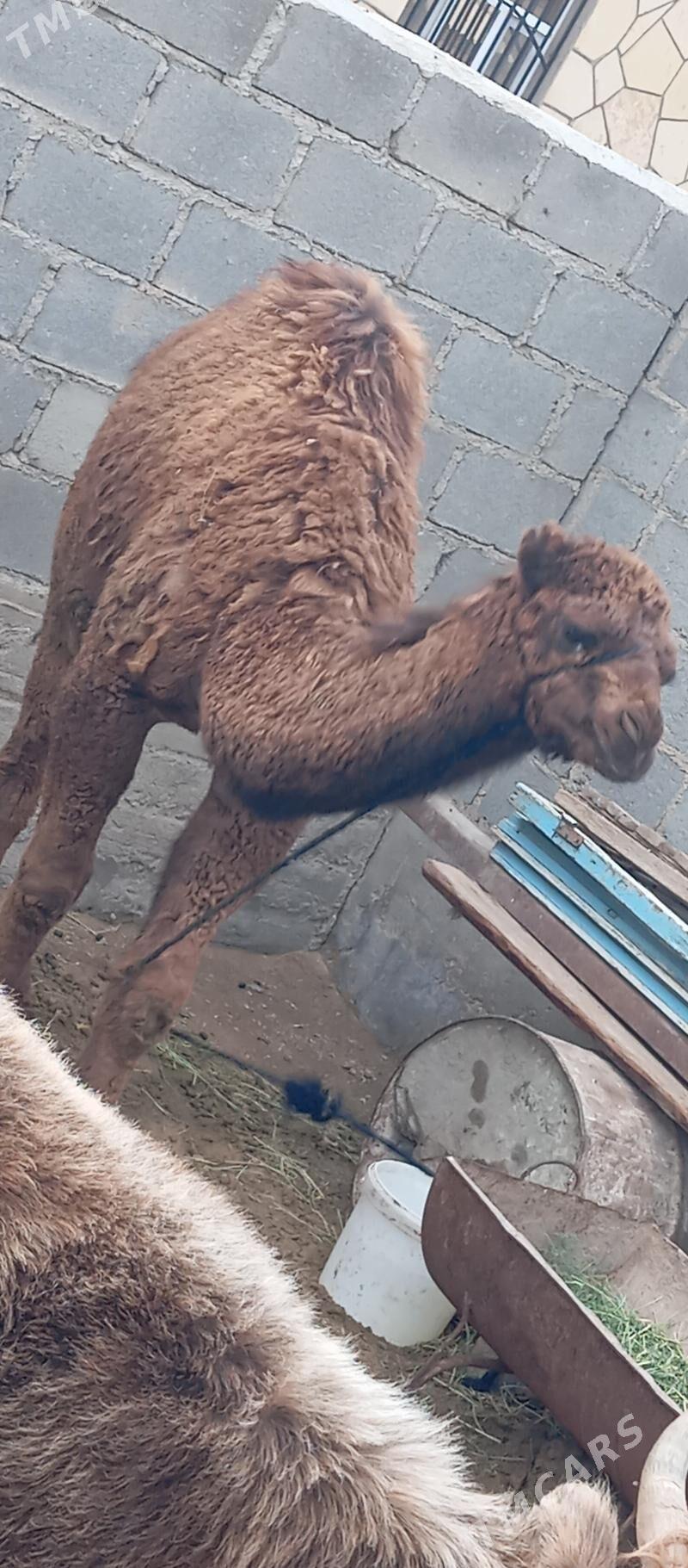 Ogşuk - Гумдаг - img 1