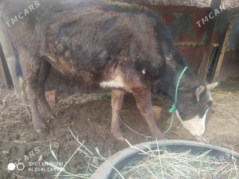 inak kysyr - Чарджоу - img 1