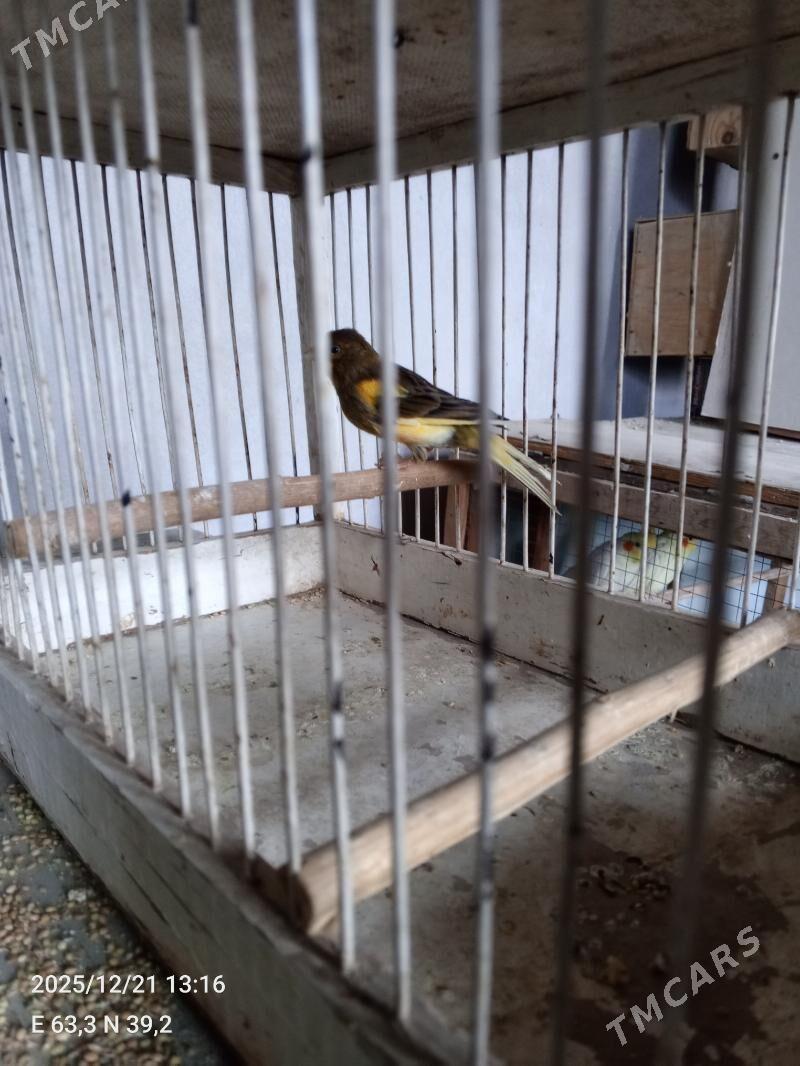 kanareyka kanareyka - Dänew - img 1