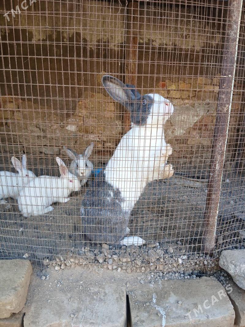 towsan - Ашхабад - img 1