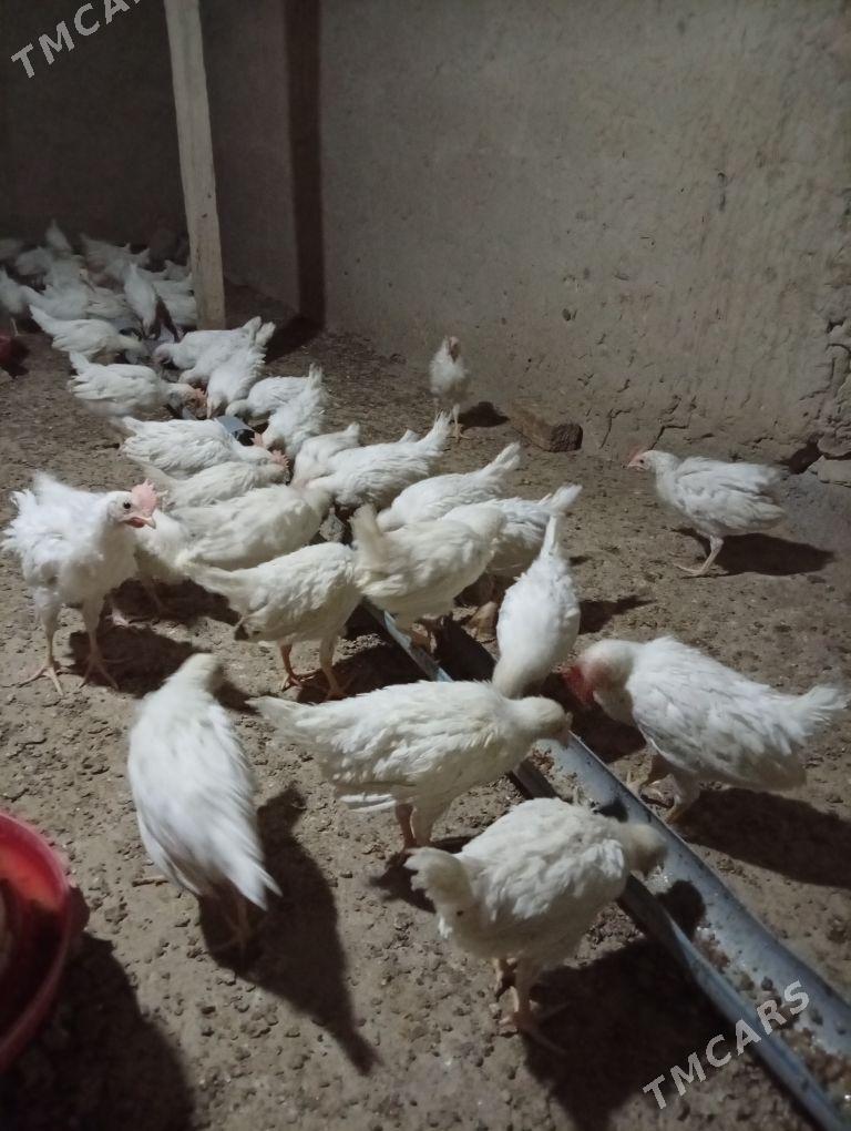 juje - Bäherden - img 1