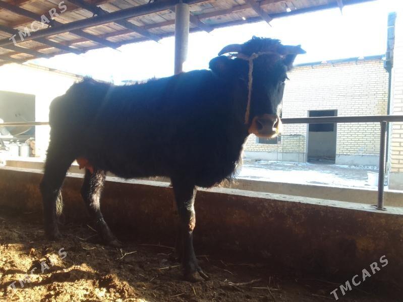 sygyr saglyk - Dänew - img 1