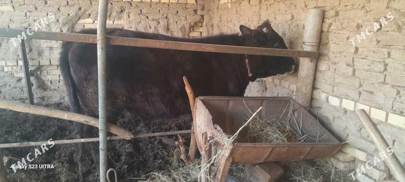 Ökiz - Мары - img 1