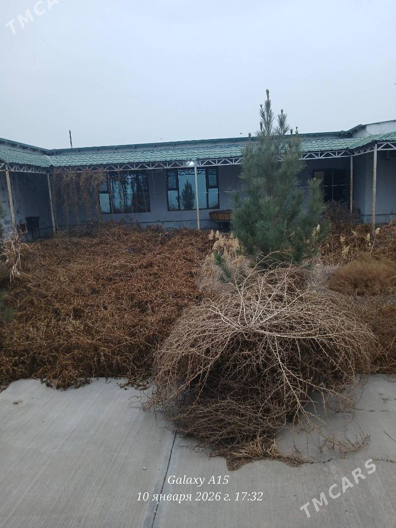 жай - Дашогуз - img 1