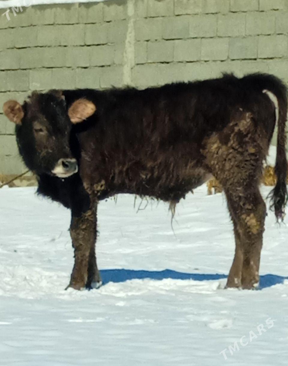 öküzler - Bäherden - img 1