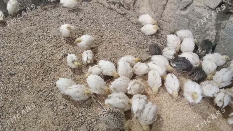 Bedene jüje Tehas - Bedew - img 1