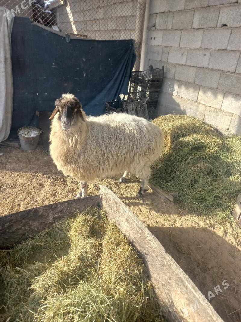 goyun - Büzmeýin - img 1