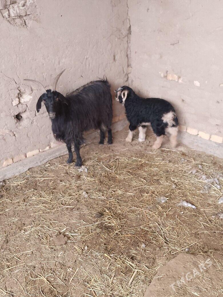 owlakly geçi byram teke bakyla - Бабадайхан - img 1