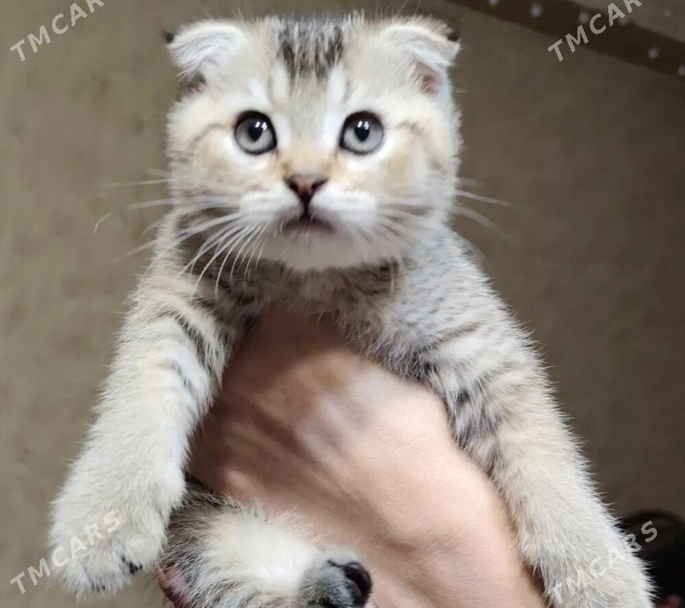 шотландские шиншиллы - Aşgabat - img 1