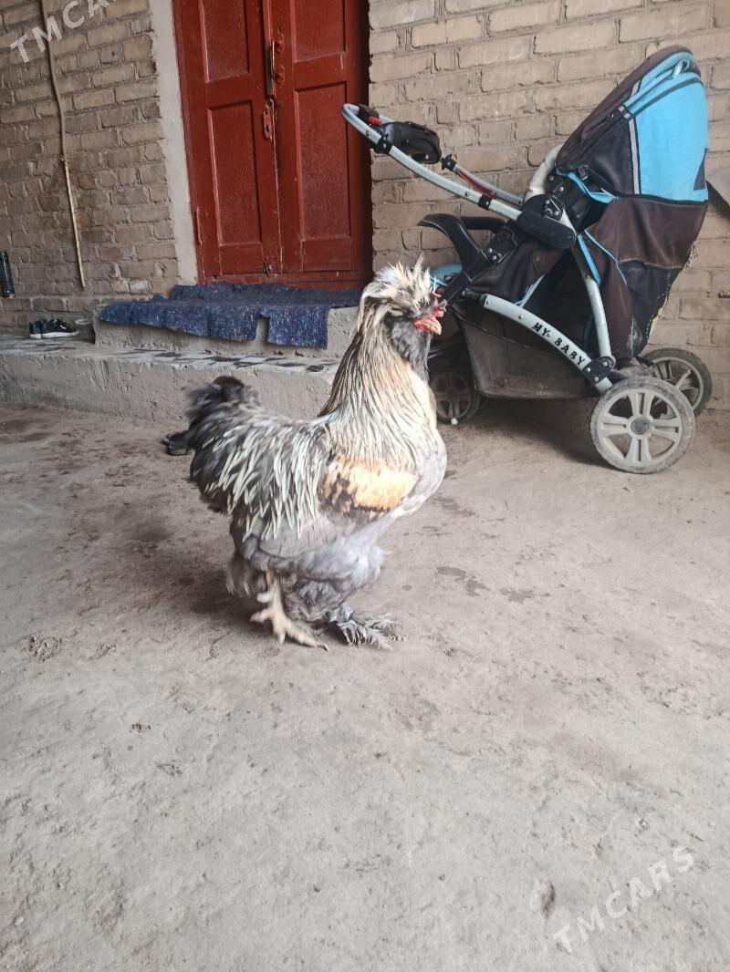 brama horaz - Çärjew - img 1