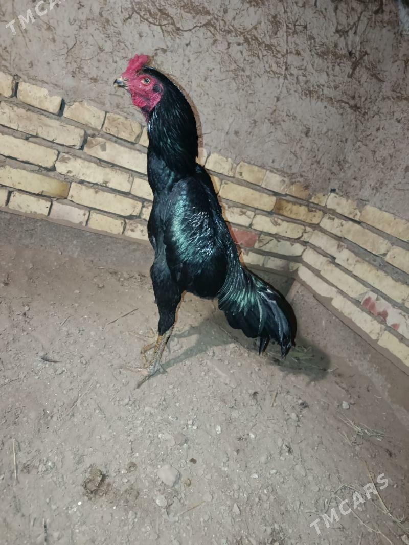 horaz - Шабатский этрап - img 1