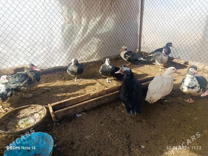 Indutga ordek - Mary - img 1