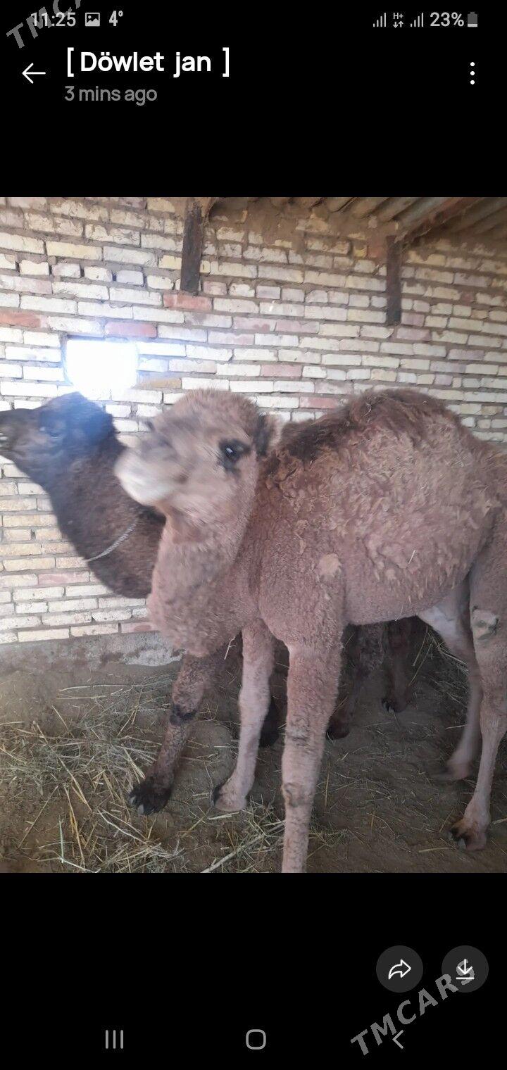 ogşuk - Babadaýhan - img 1