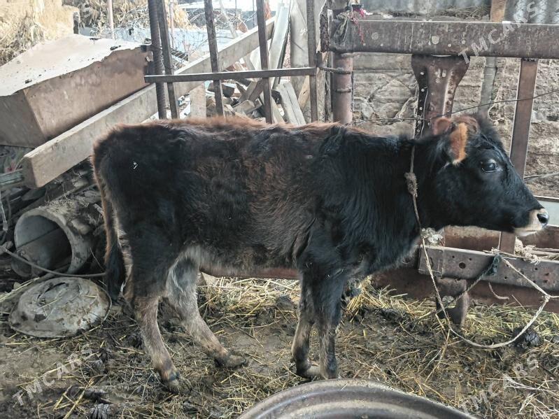 tüwe - Ak bugdaý etraby - img 1