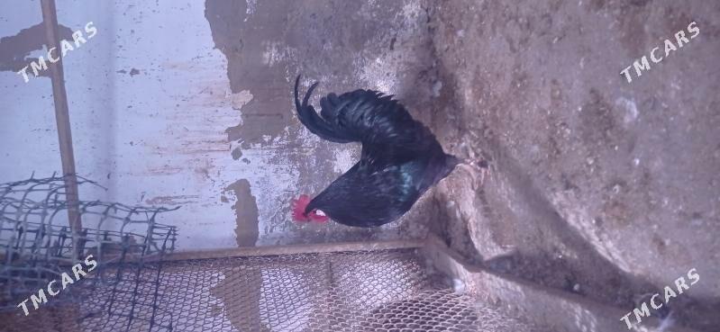 horazlar - Gyzylarbat - img 1